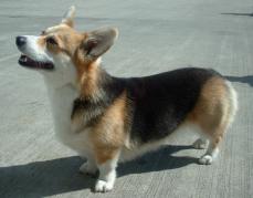 Welsh Corgi Pembroke
